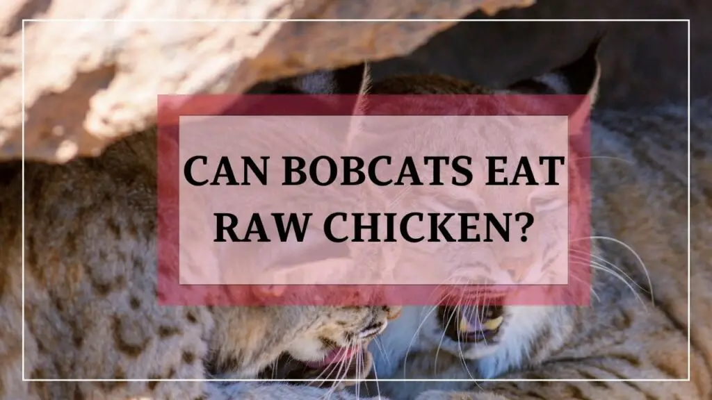 can bobcats eat raw chicken ? featured image