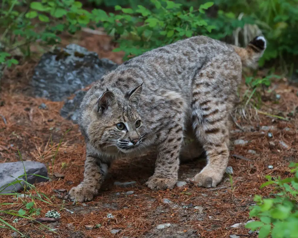 Bobcat is looking for something