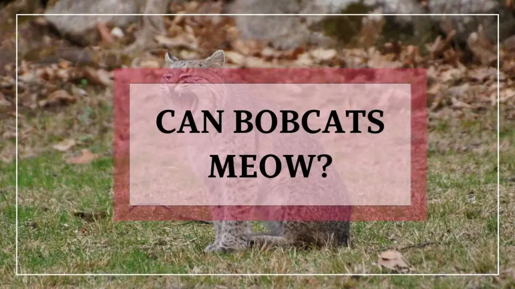 can bobcats meow? featured image