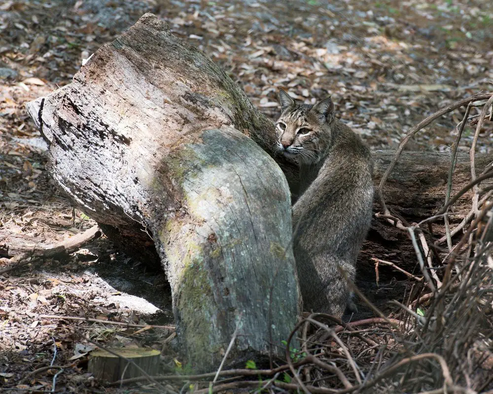 A gray Bobcat