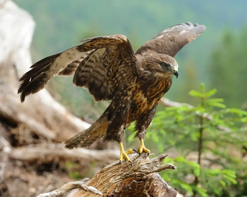 Hawks in the forest