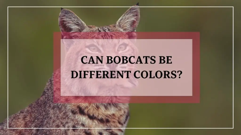 Can bobcats be different colors? featured image