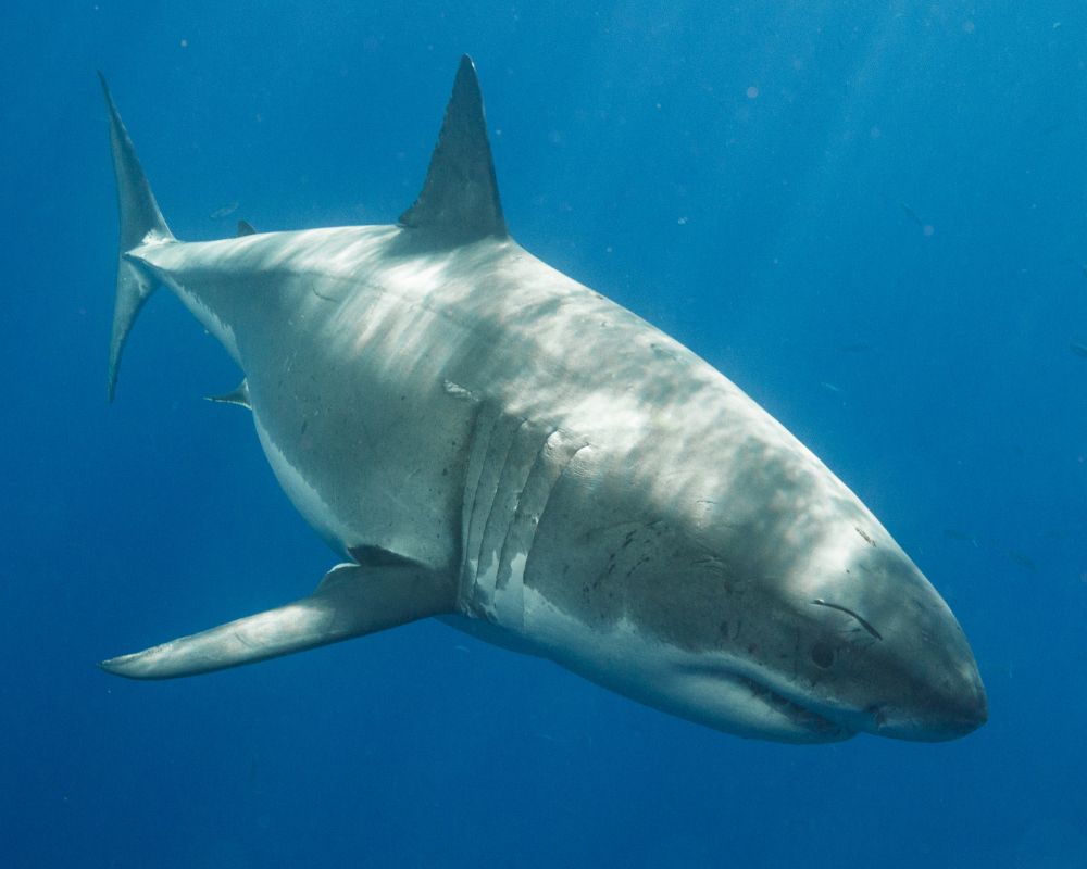 A Big Shark