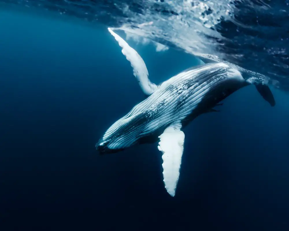 Blue Whale