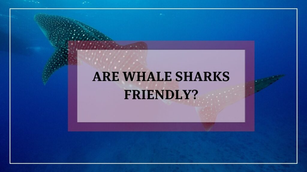 are whale sharks friendly? featured image