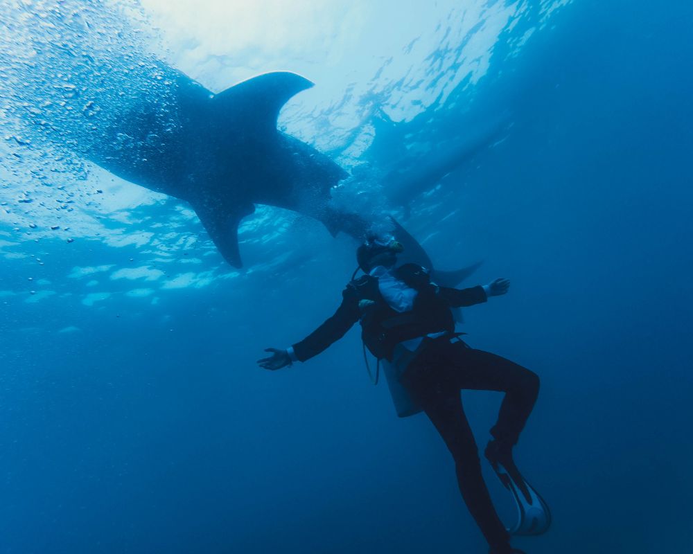 A Diver With Shark