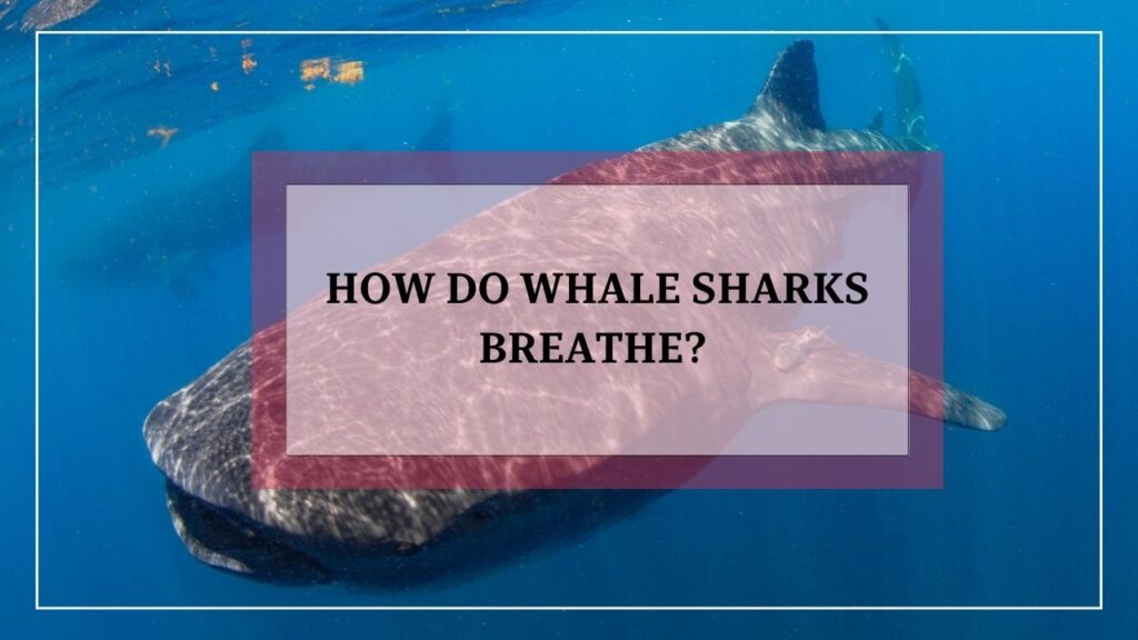 how do whale sharks breathe? featured image