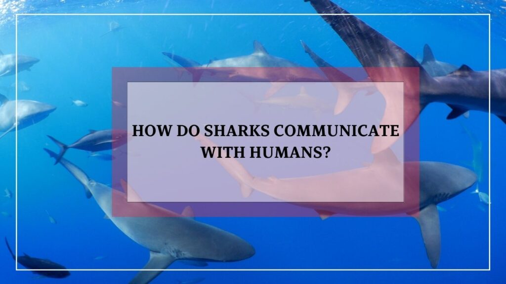 how do sharks communicate with humans? featured image