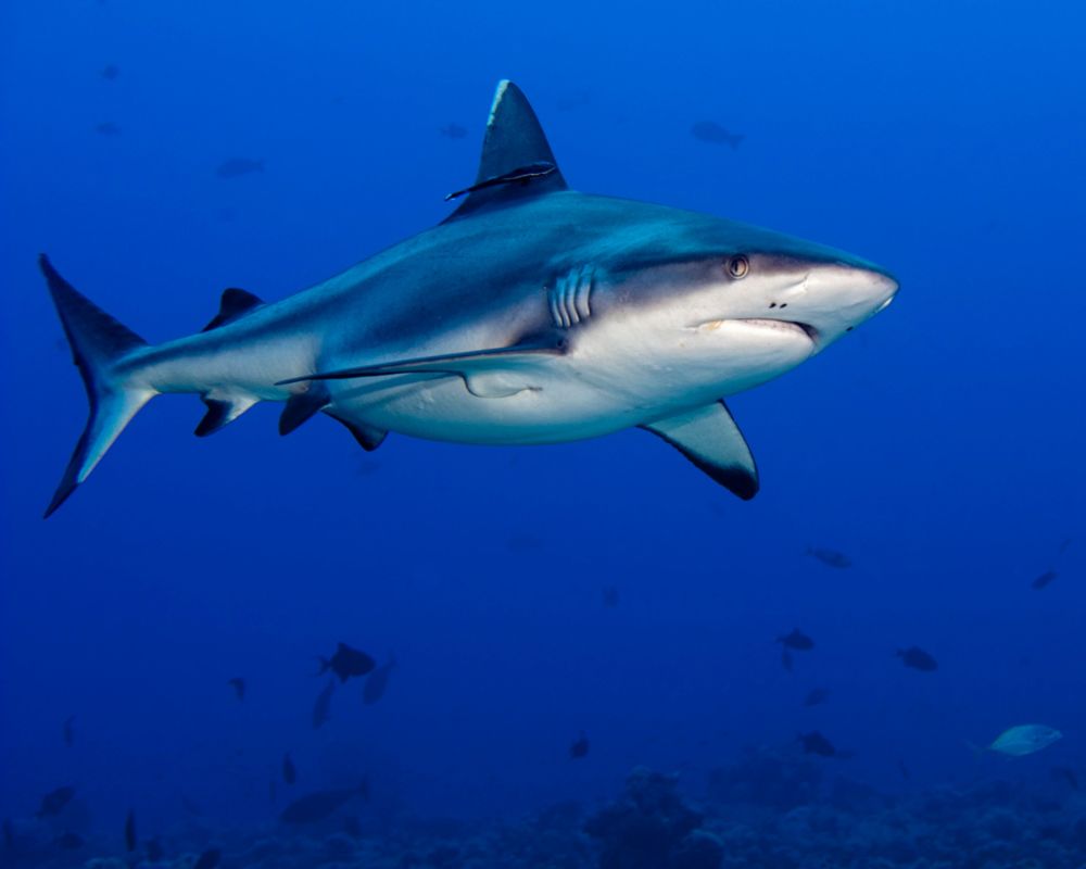 shark at the sea