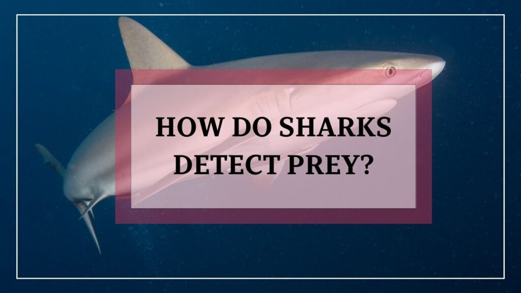 how do sharks detect prey? featured image