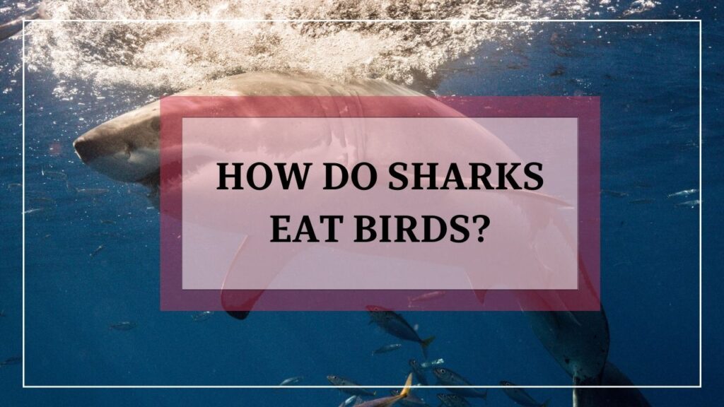 how do sharks eat birds? featured image