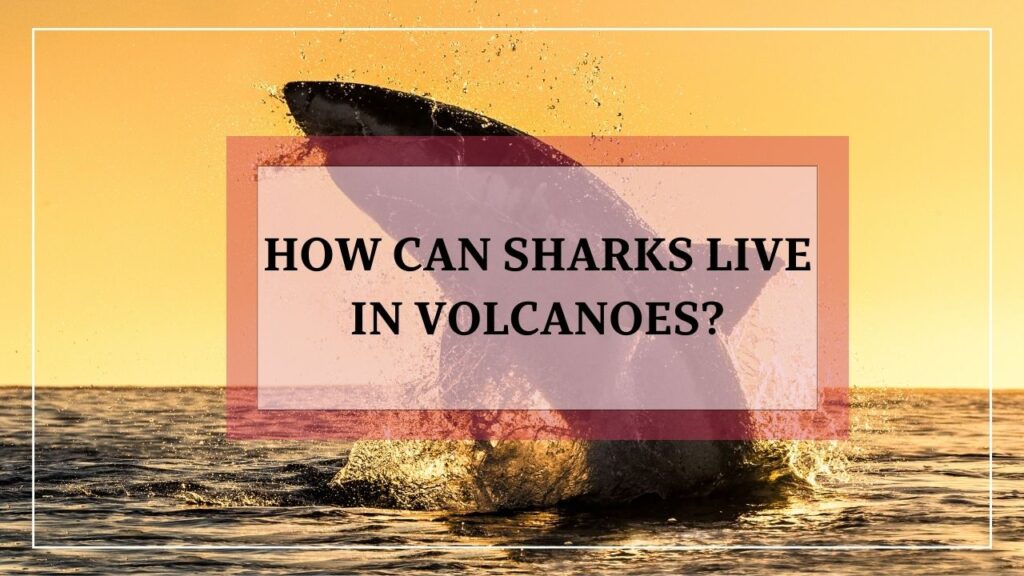 how can sharks live in volcanoes? featured image