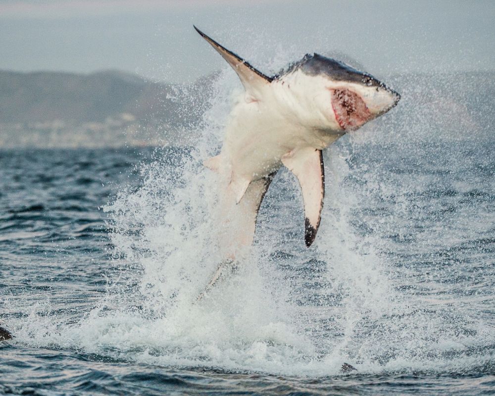 Shark with high jump