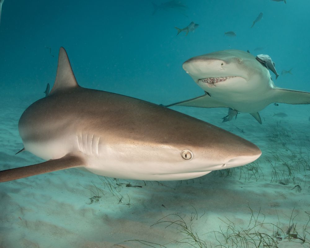 Two Of Sharks