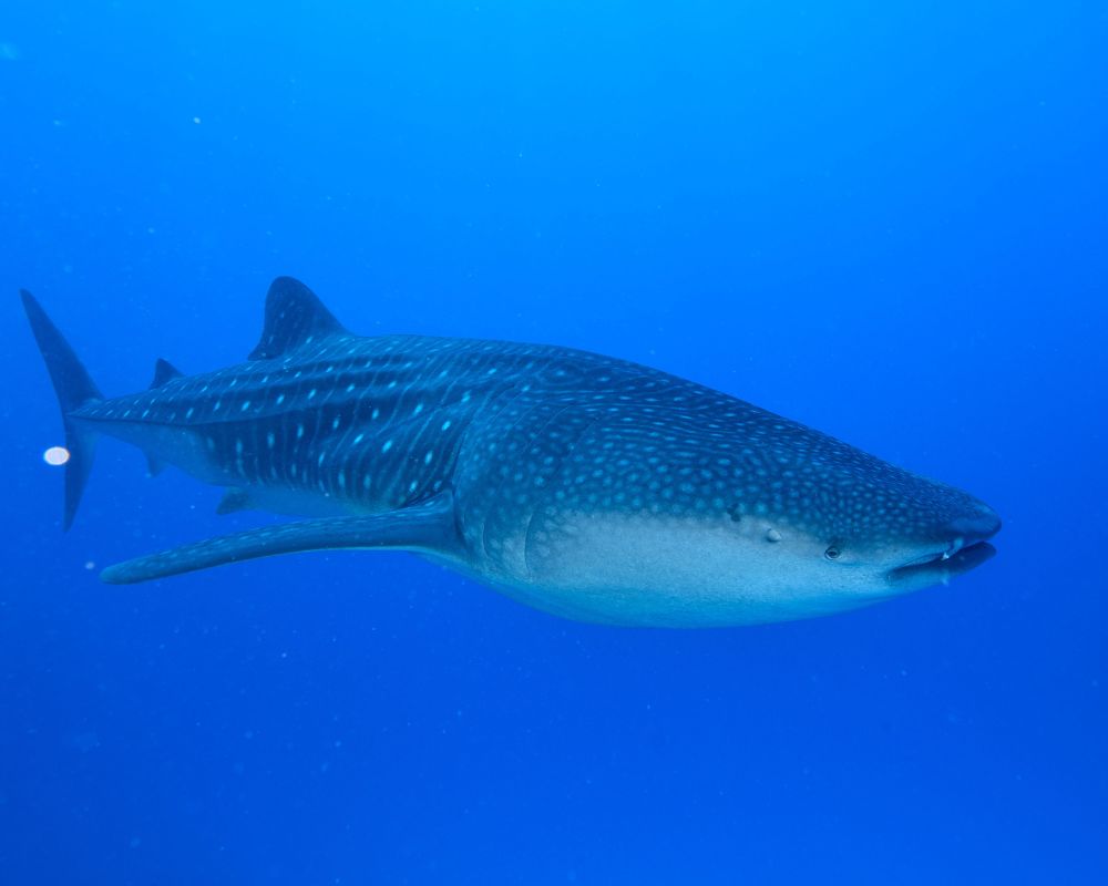 Whale Shark At The Sea