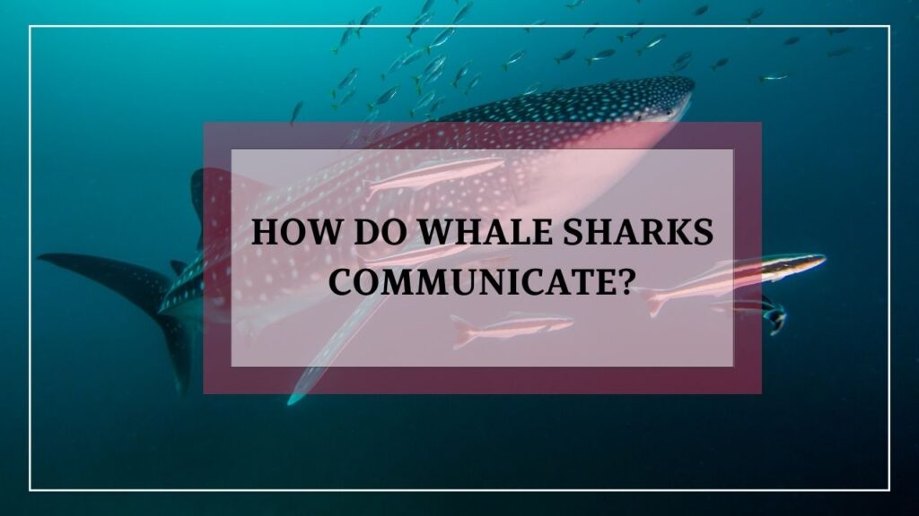 how do whale sharks care for their young? featured image