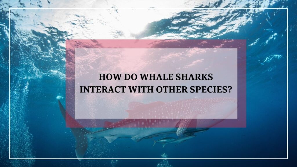 how do whale sharks interact with other species? featured image