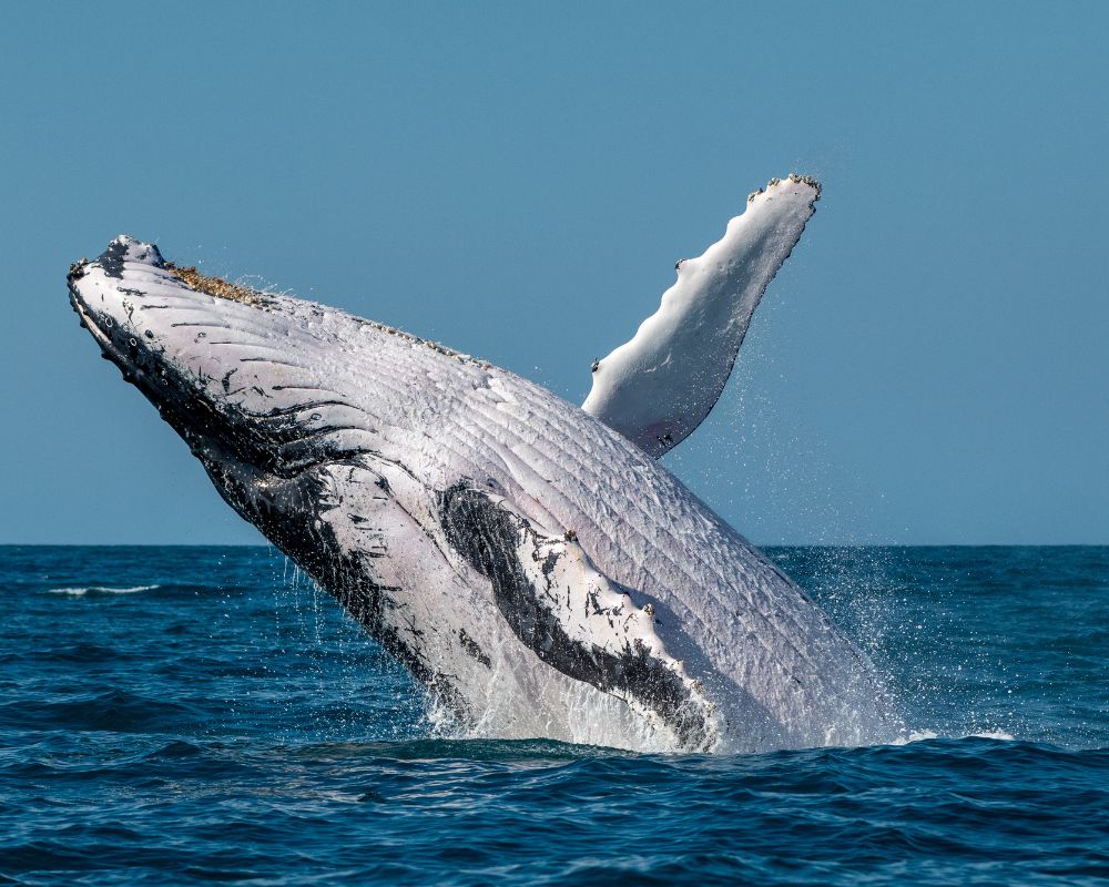 Whale outside the sea