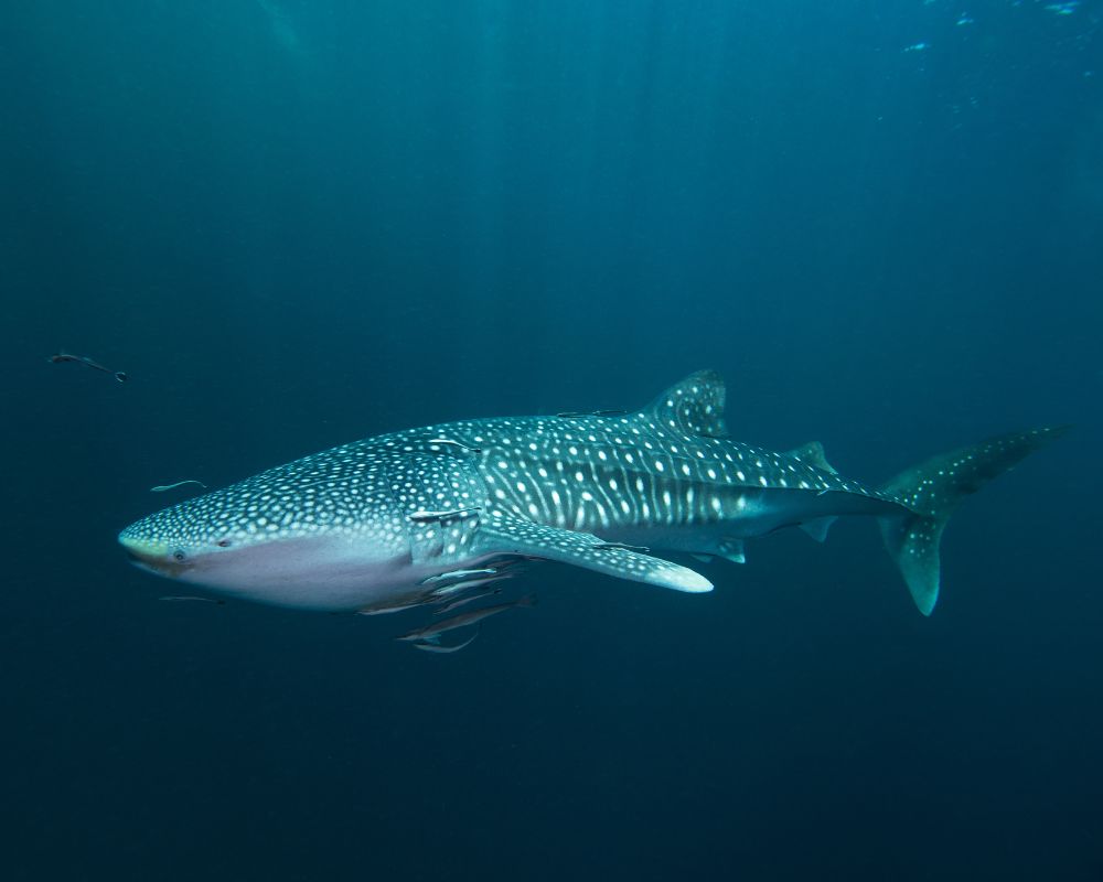 Whale Shark 