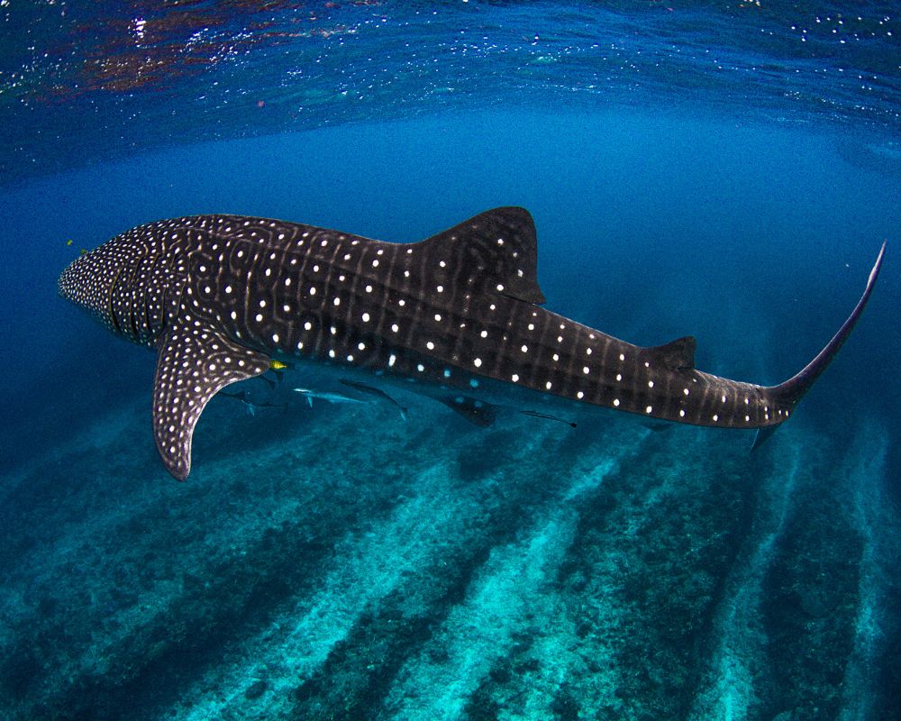 Whale shark at the sea