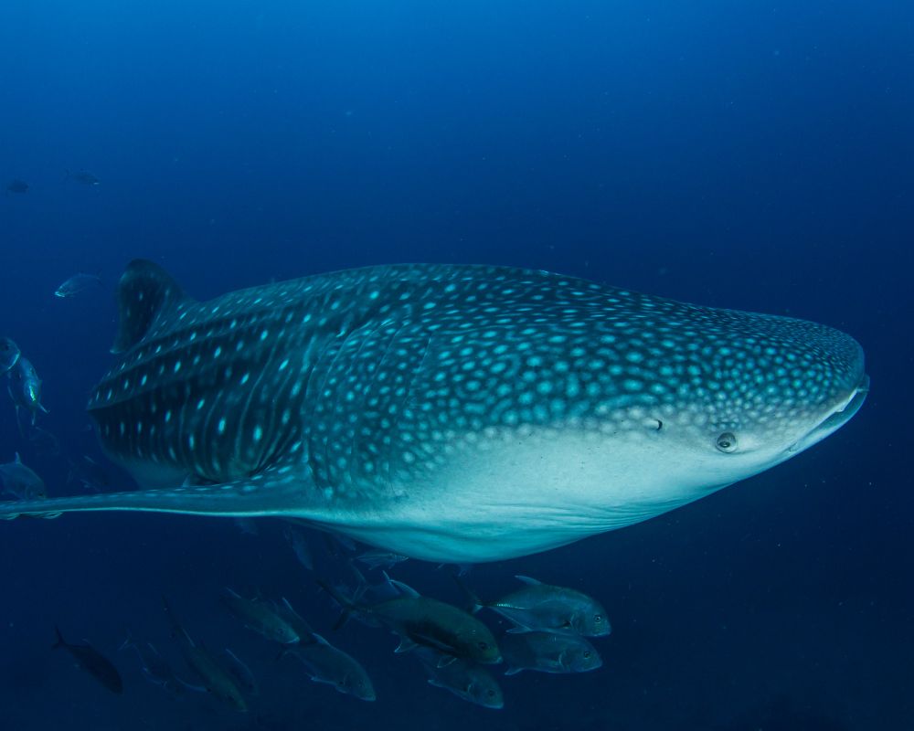 Whale Shark