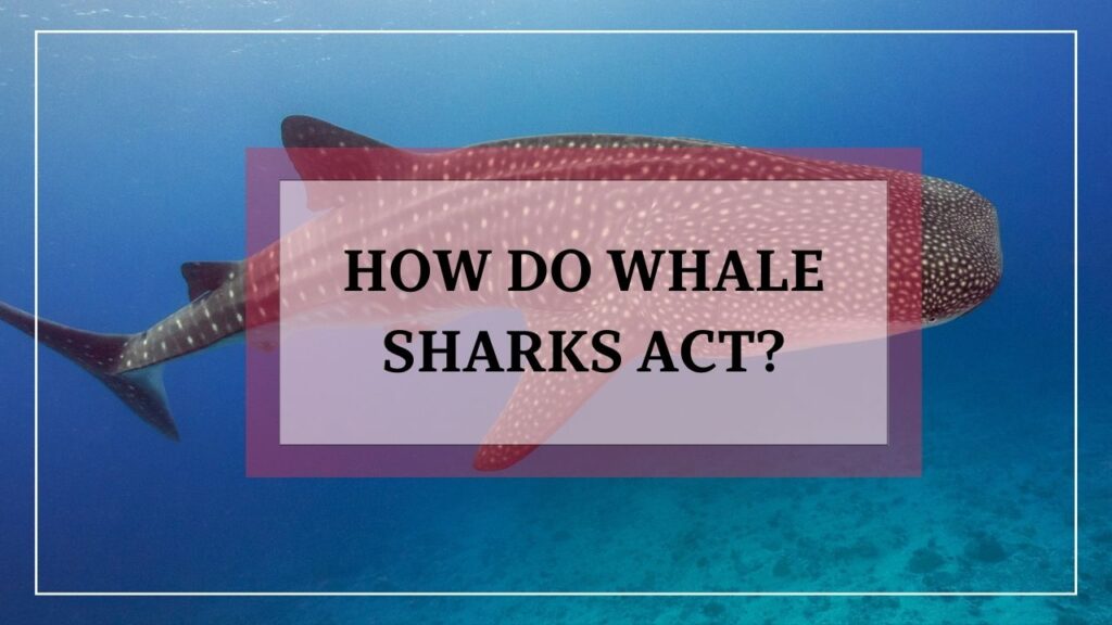 how do whale sharks act? featured image