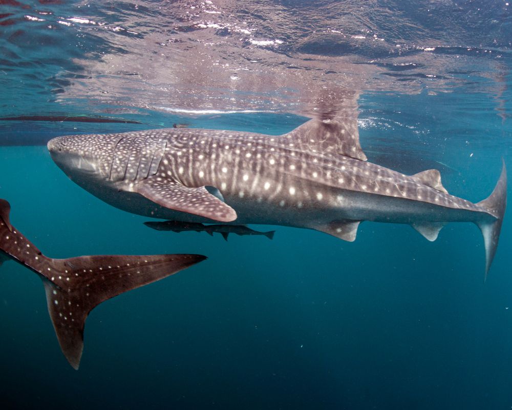 Whale Shark At The Top Of The Sea