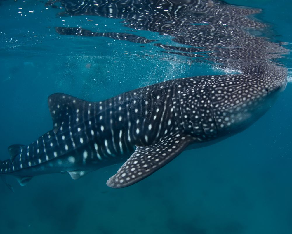 Whale shark at the top of the sea 