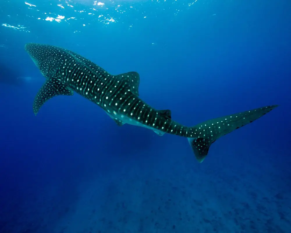 Whale Shark In The Sea