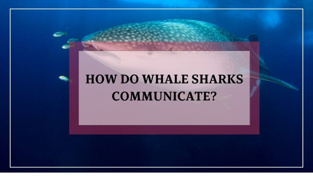 how do whale sharks communicate? featured image