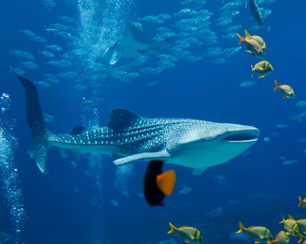 Whale Shark With Color Fish