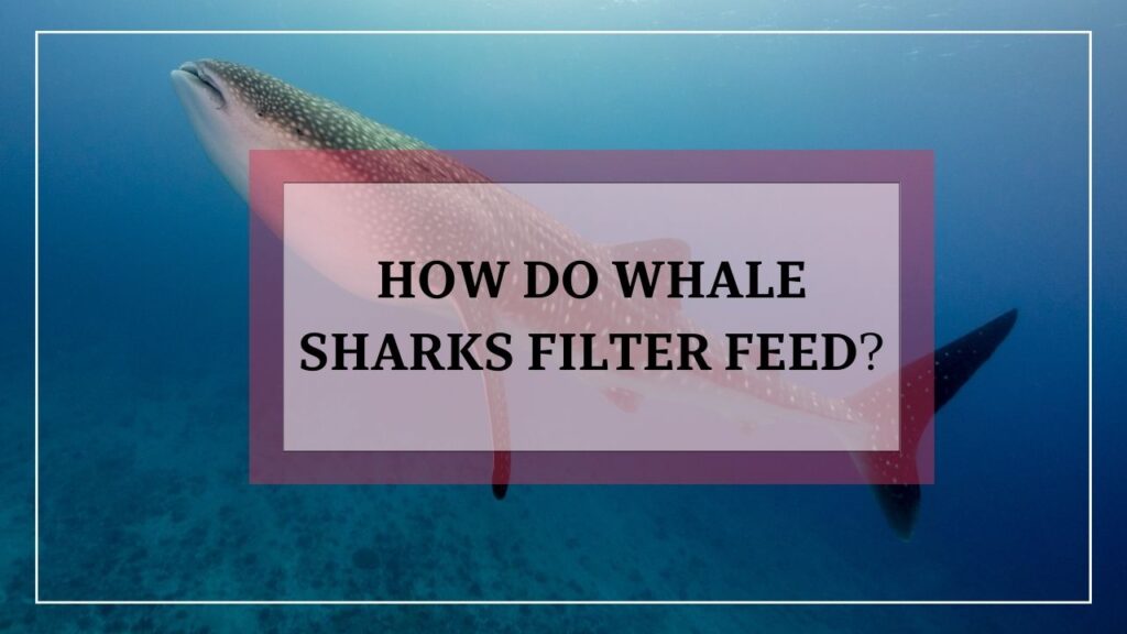 how do whale sharks filter feed? featured image