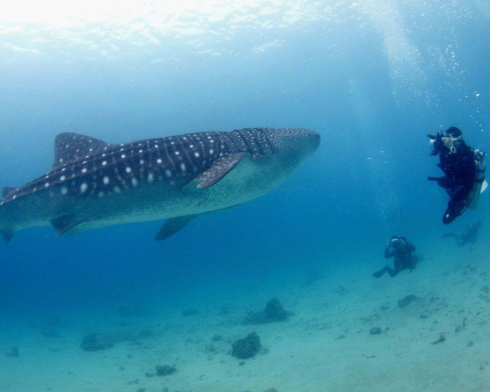 Whale Shark With Humans