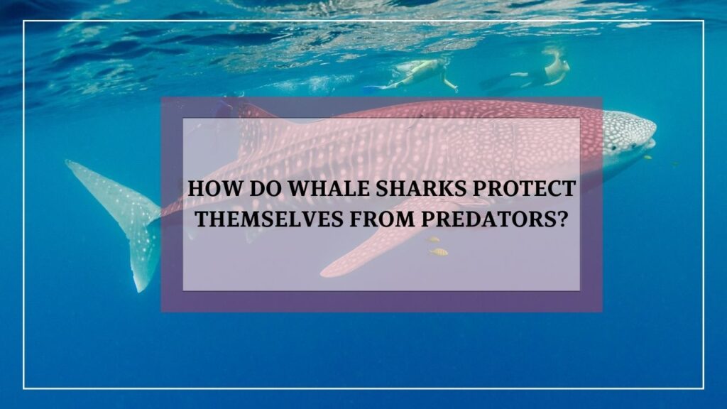 how do whale sharks protect themselves from predators? featured image