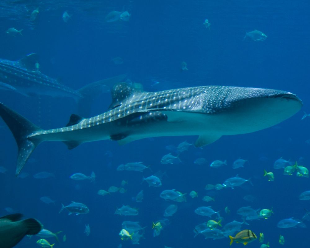 Whale Shark with a little fish