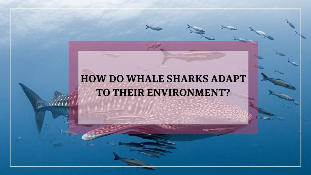 how do whale sharks adapt to their environment? featured image