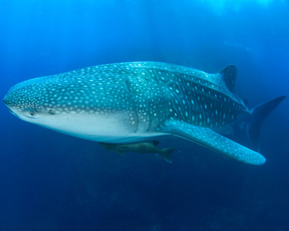 Big Whale Shark