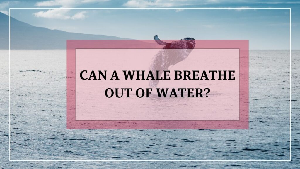 can a whale breathe out of water? featured image