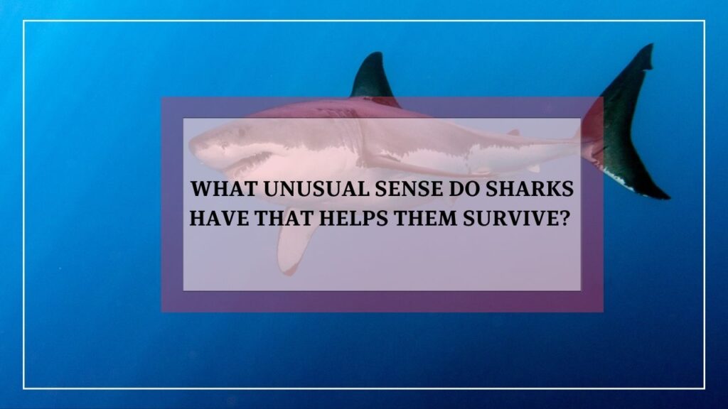 What unusual sense do sharks have that helps them survive? featured image