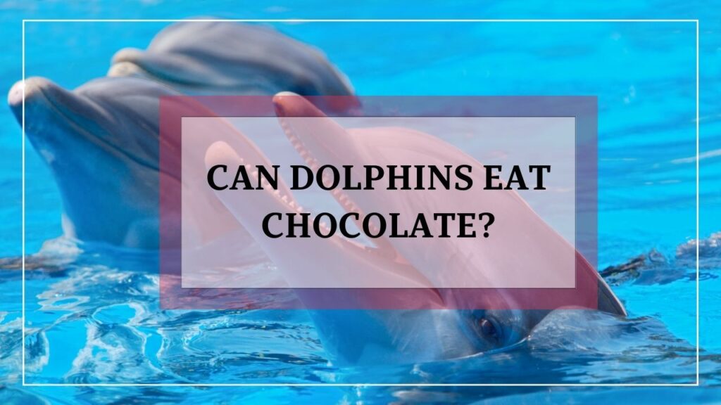 can dolphins eat chocolate? featured image