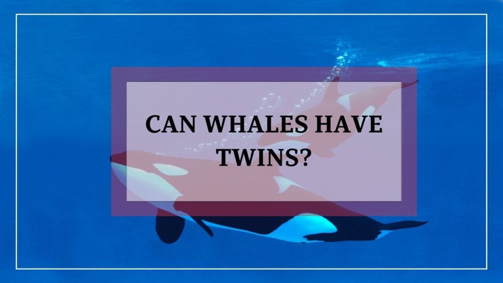 can whales have twins? featured image