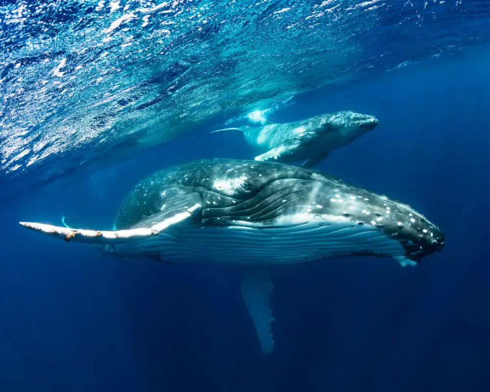 Two Whales At The Sea