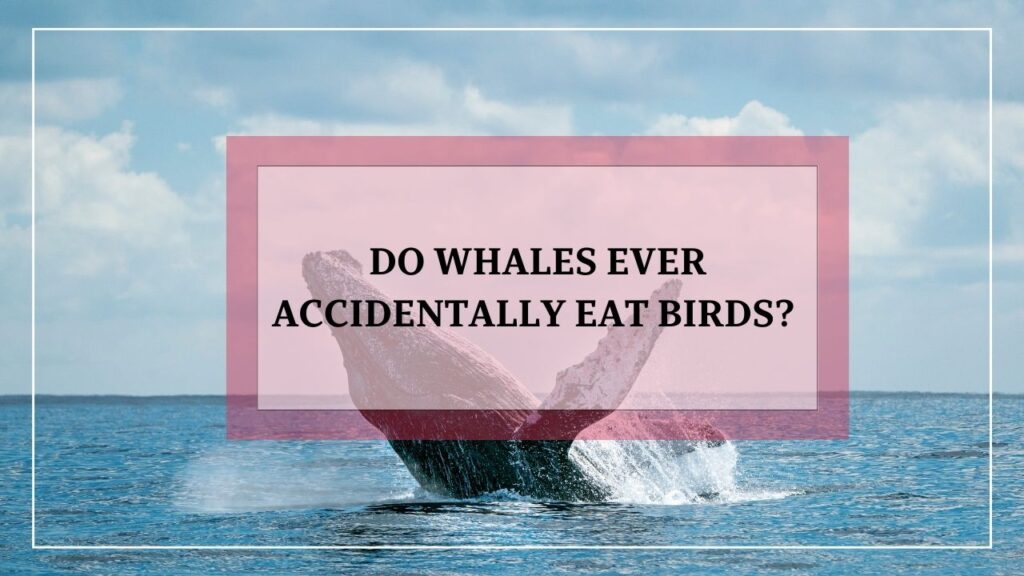 do whales ever accidentally eat birds? featured image