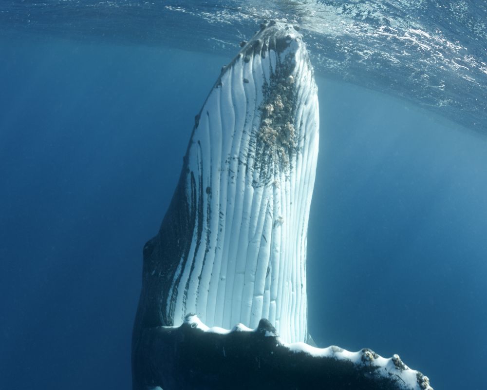 A Big Whale