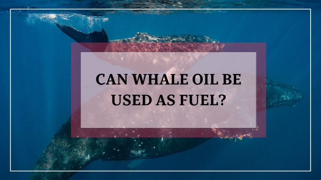 can whale oil be used as fuel? featured image