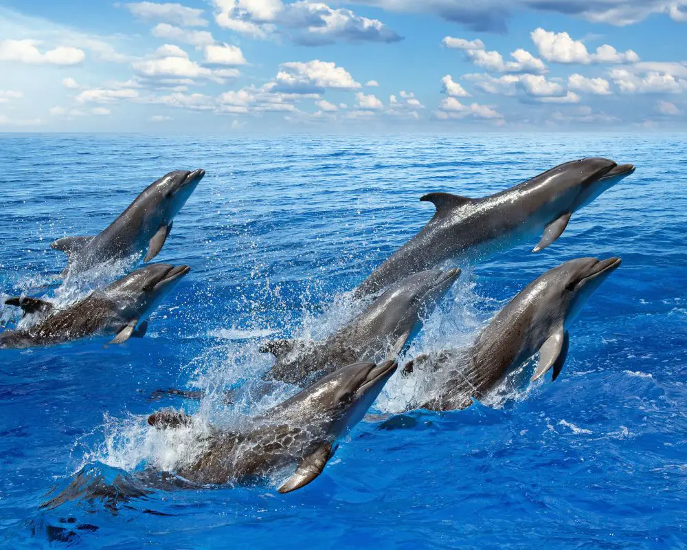 Dolphins Jump Out Of The Water