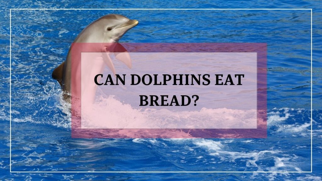 can dolphins eat bread? featured image