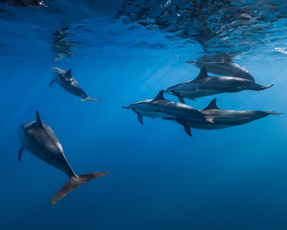 Dolphins Underwater