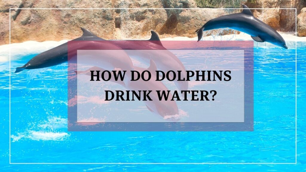 how dolphins drink water? featured image