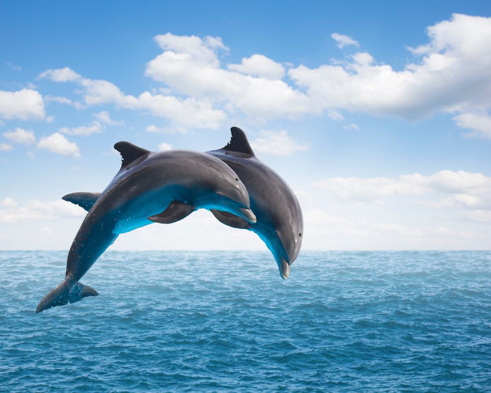 Dolphins Jumping Out Of The Water